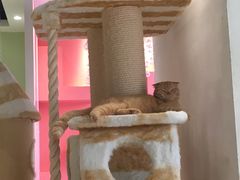 -藏猫猫咖啡主题馆(中央大道店)