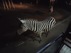 -清迈夜间动物园