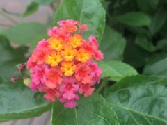 -合肥滨湖国家森林公园