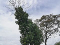 -盘龙城国家考古遗址公园