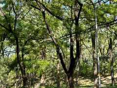 -土耳其烤肉(雪峻美食城店)