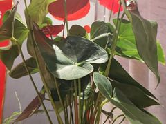 -海陆红火锅(汉兴路店)