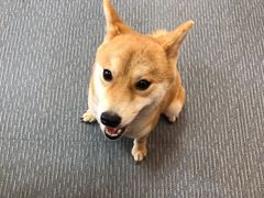 -柴源莊·柴小宠柴犬咖啡