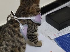 -千城康桥宠物医院·猫科·骨科·心脏