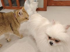-共舞时光猫咖·狗咖(新街口店)
