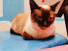 -猫小院猫主题咖啡厅(北锣店)