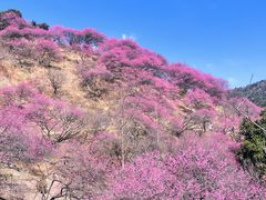 -新建村梅花