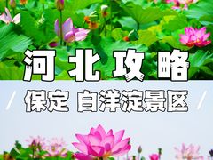 -白洋淀风景区