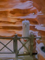 -酷嗒动物文化乐园(cutezoo西溪乐天城店)