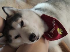 -Husky Go! 哈士奇体验馆·宠物咖啡厅狗咖
