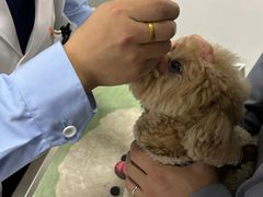 -派美特宠物医院·核磁CT·骨科肿瘤·疑难转诊(沈农禾丰店)