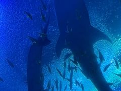 -珠海长隆海洋王国