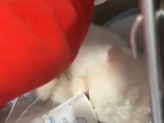 -伟伟宠物医院·CT影像中心·瑞派犬猫综合性门诊(汉口总院)
