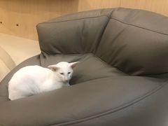 -飞行喵MR PILOT|猫舍·猫咖(静安大融城店)