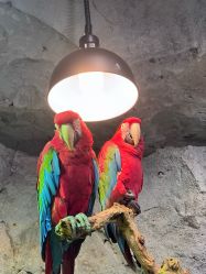 点击看大图 -Zoolung Zoolung动物主题公园(海信广场店)