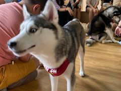 -Husky Go! 哈士奇体验馆·宠物咖啡厅狗咖