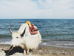 -青海湖国家重点风景名胜区