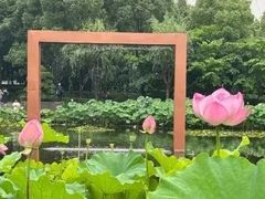 -陈家山荷花公园