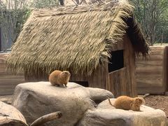 -森波拉奇妙世界