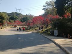 -广州市帽峰山景区