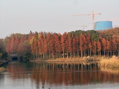 -贡湖湾湿地公园