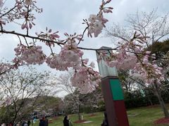 -顾村公园