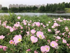 -洋湖国家湿地公园