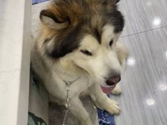 -瑞派名望24h动物医院异宠专科·猫专科·骨科·重症监护分院