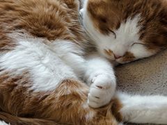 -北京赛佳动物医院