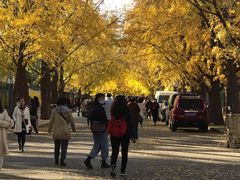 -三里屯东五街银杏大道