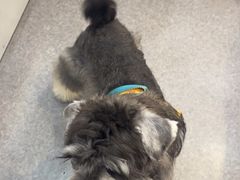 -BABIT巴比特宠物(MOMOPARK店)