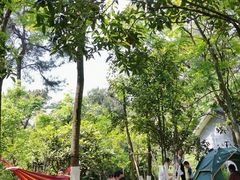 -铁山坪森林公园