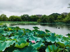 -长兴太湖图影湿地文化园