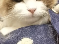 -糯米喵星人总部直营旗舰店·猫舍·幼猫出售