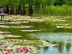 -白鹭湾湿地公园