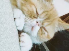 -Sweet cat·星愿猫咖(国贸大厦店)