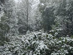 -铁山坪森林公园