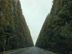 -黄海国家森林公园