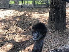 -长白岛森林公园