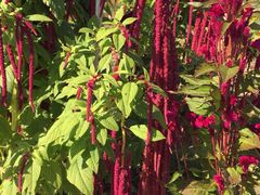 -北纬44度·金珠花海休闲农业旅游景区