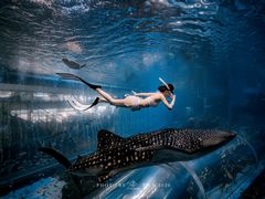 -成都浩海立方海洋公园