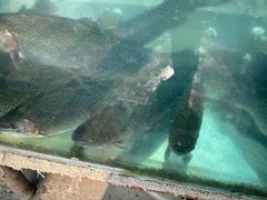 -镜泊湖聚仙楼鱼馆