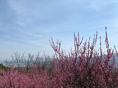 景点-香雪海