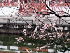 -梅花山(明孝陵内)