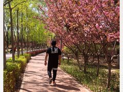 -大兴滨河森林公园