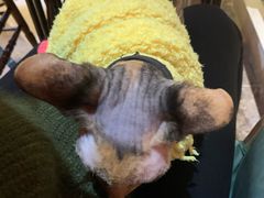 -猫色咖啡·猫咖