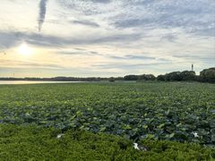 -七的湖·晚芳亭·阳澄湖农家菜·大闸蟹(莲花岛店)