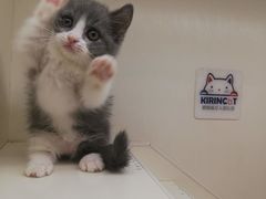 -十年猫舍·猫咪专门店(普陀店)