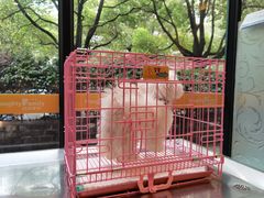 -顽皮家族宠物医院(浦东北园路分院)