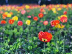 -上海共青森林公园